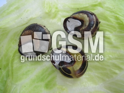 Hain-Bänderschnecke 004.jpg